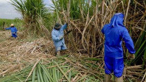 Les travailleurs saisonniers peuvent être employés à la récolte de la canne à sucre comme ici, dans une ferme de Piracicaba, au Brésil. Paulo Fridman/Bloomberg/Getty