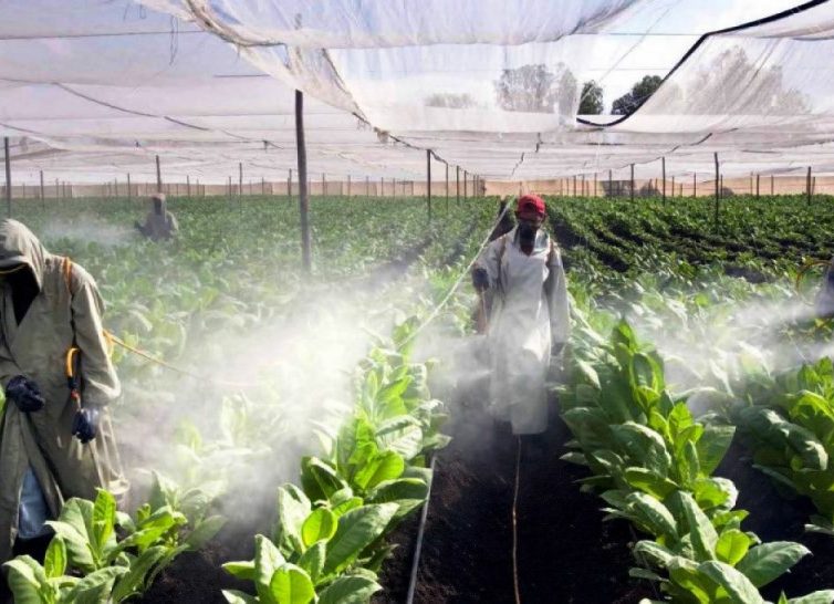 Ouvriers agricoles du Nicaragua exposés à un pesticide: trois multinationales devant la justice française (Revue de presse)