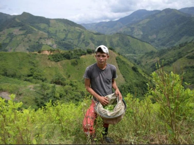 🇨🇴 Le Catatumbo, royaume de la coca et chantier anti-drogue de Petro (TV5 Monde)