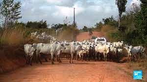 🇧🇷 Blanchiment de bétail au Brésil : de la viande illégale dans nos assiettes (reportage de Fanny Lothaire et Perrine Juan / France 24)