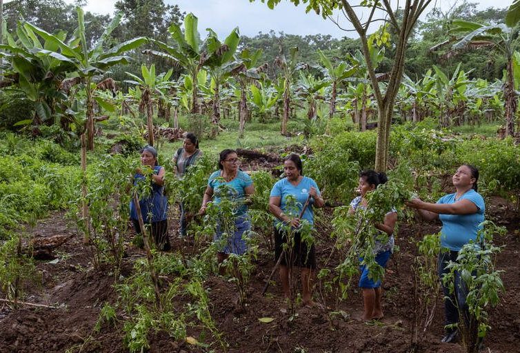 🇨🇷 «On ne veut pas dépendre du supermarché pour se nourrir» : au Costa Rica, les femmes indigènes font renaître l’agriculture ancestrale (reportage de David Siqueiros / Libération