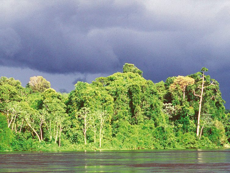 🇬🇫 Le décret dérogatoire qui menace la forêt guyanaise (Maiouri Nature Guyane / Blog Mediapart)