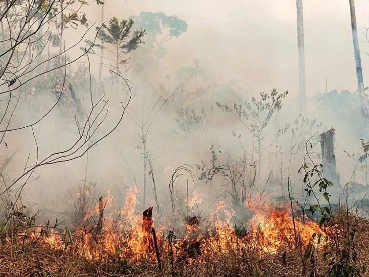 🇧🇷 COP 30 au Brésil : les communautés autochtones en première ligne pour l’environnement (Mariam Jama-Pelletier / Le Journal des Alternatives)