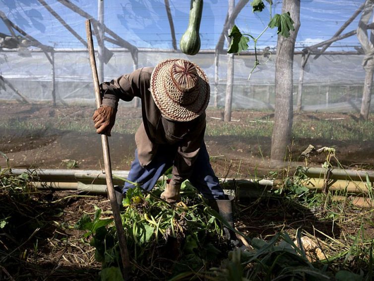 🇨🇺 🇺🇸 Embargo à Cuba : après le pétrole, l’asphyxie alimentaire ? (Logan McMillen / Jacobin / Traduction par Le Vent se lève)